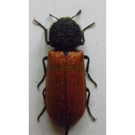 Bostrichus capucinus (Linnaeus, 1758) Kapturnik kapucynek